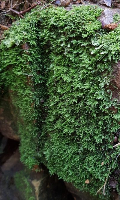 Heterocladium heteropterum, photographed by Helen Waterman