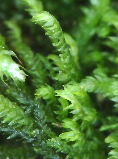 Heterocladium heteropterum, photographed by Helen Waterman