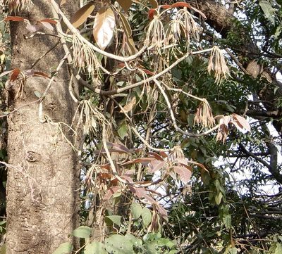 Madhuca longifolia, photographed by Seema Merchant