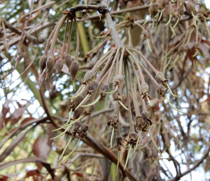 Madhuca longifolia, photographed by Seema Merchant