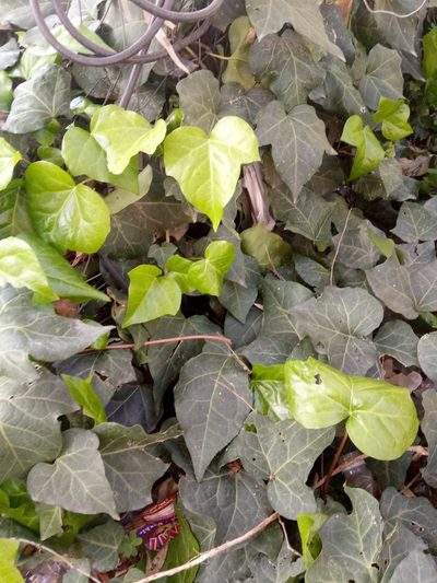 Hedera algeriensis, photographed by Karim Haddad