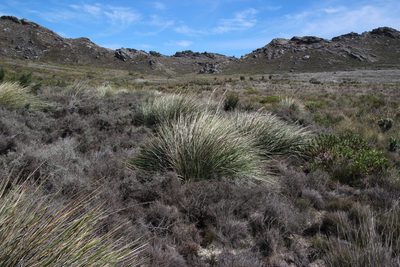 Capeochloa cincta, photographed by Tony Rebelo