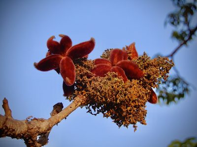 Sterculia urens, photographed by Seema Merchant