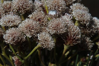 Serruria triternata, photographed by Tony Rebelo
