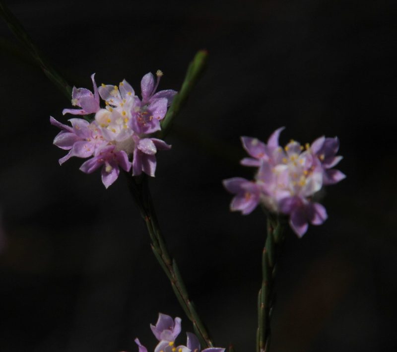 Lachnaea globulifera, photographed by Tony Rebelo