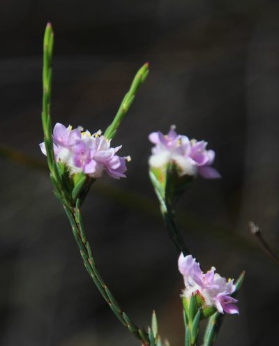 Lachnaea globulifera, photographed by Tony Rebelo