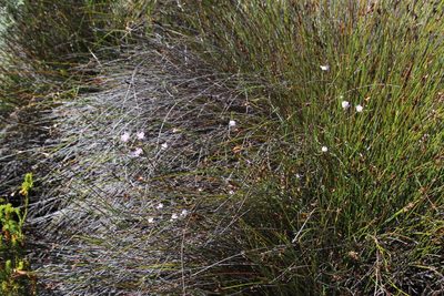 Lachnaea globulifera, photographed by Tony Rebelo