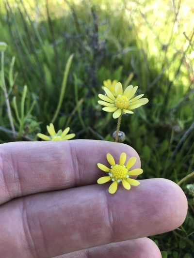 Blennosperma bakeri, photographed by Scott Yarger