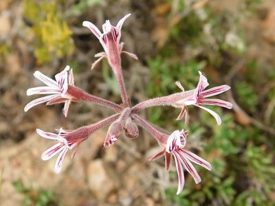 Pelargonium caledonicum, photographed by Klaus Wehrlin
