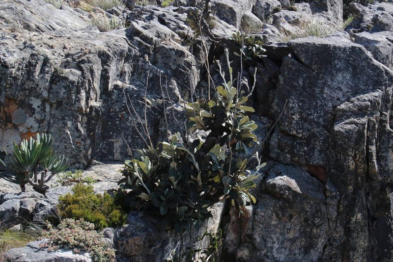 Oldenburgia papionum, photographed by Tony Rebelo
