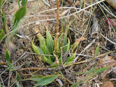 Haworthia mirabilis, photographed by Klaus Wehrlin