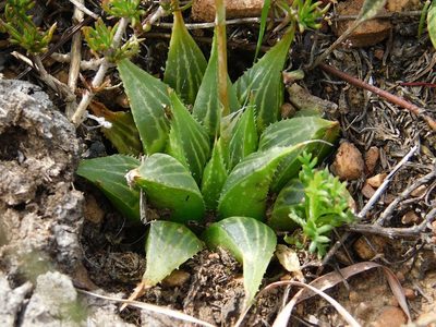 Haworthia mirabilis, photographed by Klaus Wehrlin