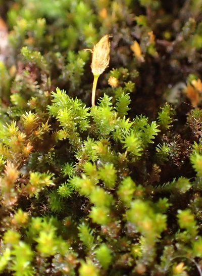 Macrocoma lycopodioides, photographed by Nicola van Berkel