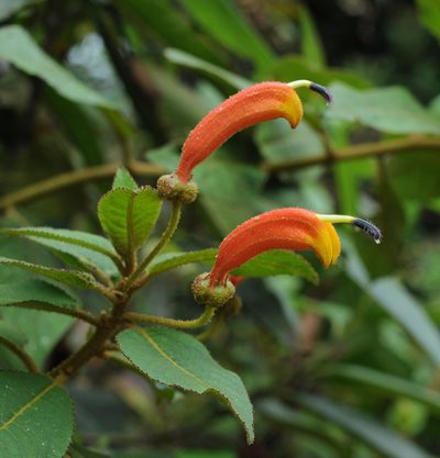 Centropogon ferrugineus, photographed by Todd Boland