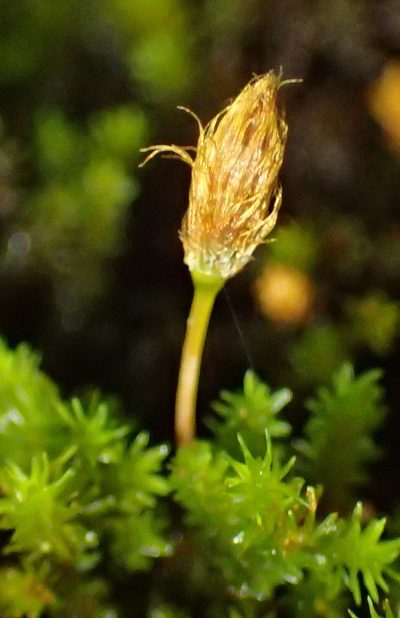 Macrocoma lycopodioides, photographed by Nicola van Berkel