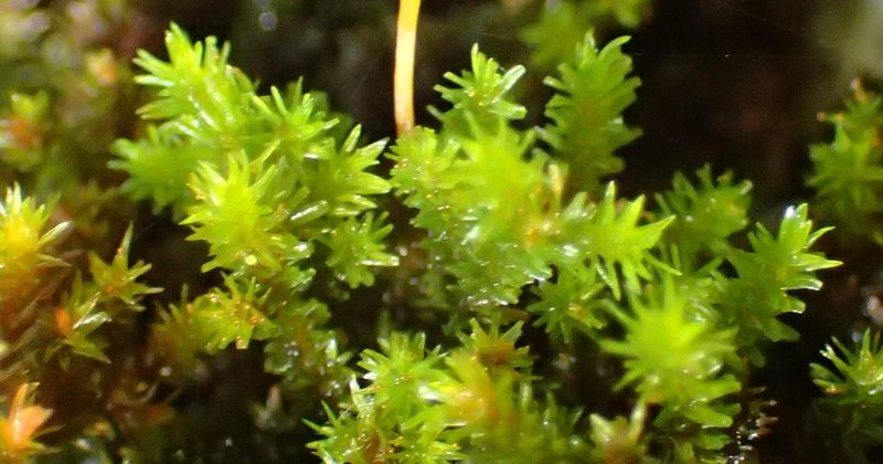 Macrocoma lycopodioides, photographed by Nicola van Berkel