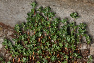 Polygonum minimum, photographed by Steve Matson