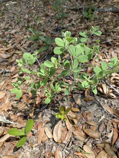 Baptisia lecontei, photographed by meflowers900