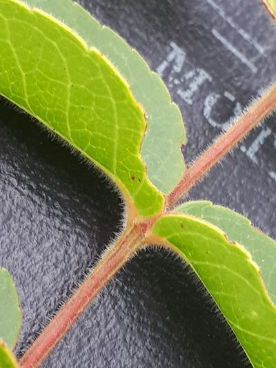 Kirkia acuminata, photographed by Manuel R Popp