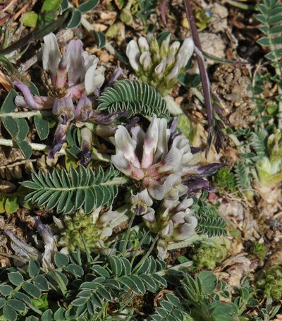 Astragalus depressus, photographed by Todd Boland