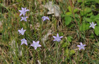 Campanula spatulata, photographed by Todd Boland