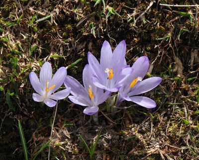 Crocus veluchensis, photographed by Todd Boland