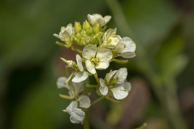 Sinapis alba, photographed by Eleftherios Katsillis