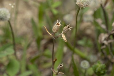 Silene nocturna, photographed by Eleftherios Katsillis