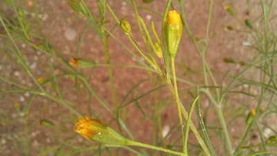 Schkuhria pinnata, photographed by kevin koen