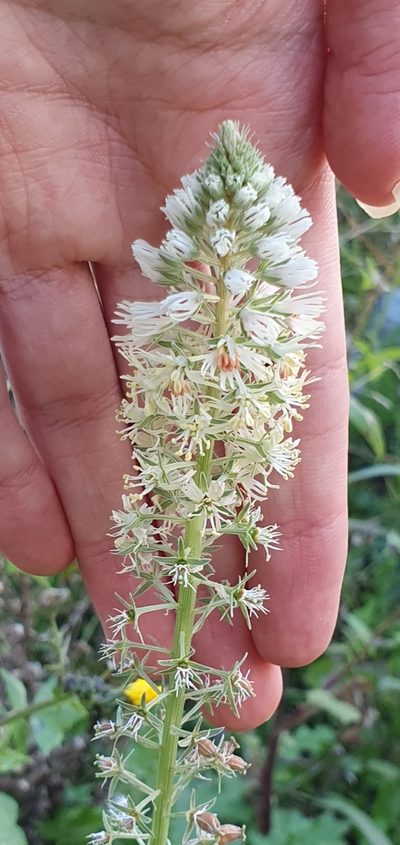 Reseda decursiva, photographed by Mehdi Chetibi