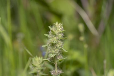 Micromeria nervosa, photographed by Eleftherios Katsillis