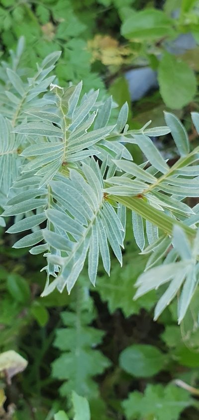 Reseda decursiva, photographed by Mehdi Chetibi