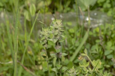 Micromeria nervosa, photographed by Eleftherios Katsillis