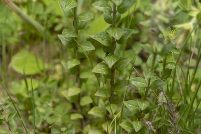 Micromeria nervosa, photographed by Eleftherios Katsillis