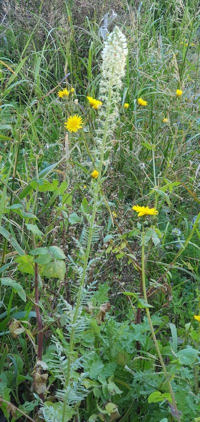 Reseda decursiva, photographed by Mehdi Chetibi