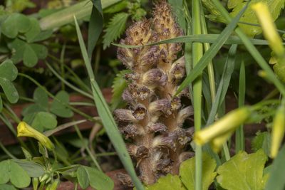 Orobanche pubescens, photographed by Eleftherios Katsillis