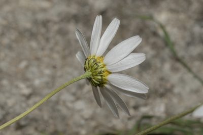 Anthemis chia, photographed by Eleftherios Katsillis