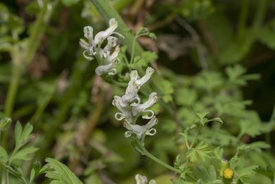 Fumaria macrocarpa, photographed by Eleftherios Katsillis