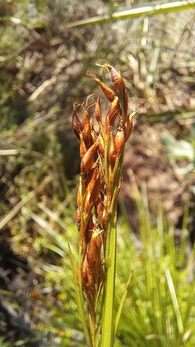 Rhynchospora brownii, photographed by kevin koen