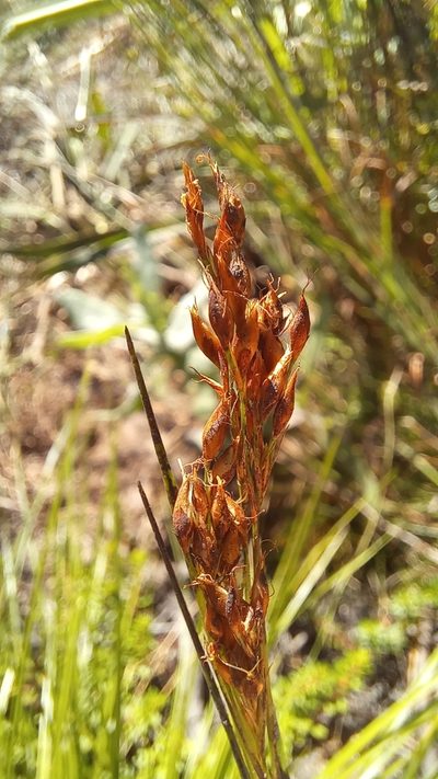 Rhynchospora brownii, photographed by kevin koen