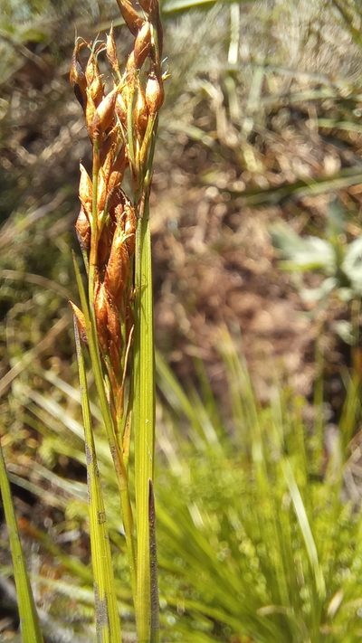 Rhynchospora brownii, photographed by kevin koen