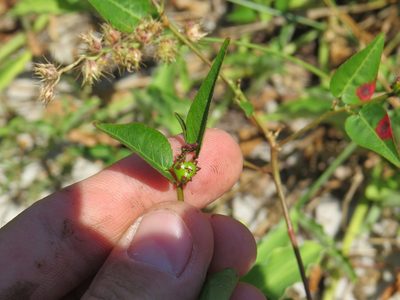Microstachys corniculata, photographed by Victor Farjalla Pontes