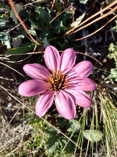 Mutisia oligodon, photographed by Nicolas Olejnik