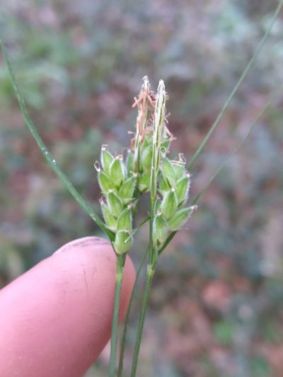 Carex dasycarpa, photographed by Scott Ward
