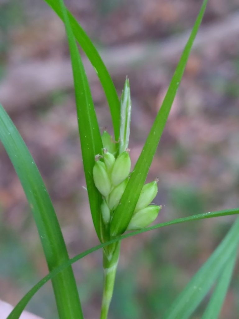 Carex paeninsulae, photographed by Scott Ward