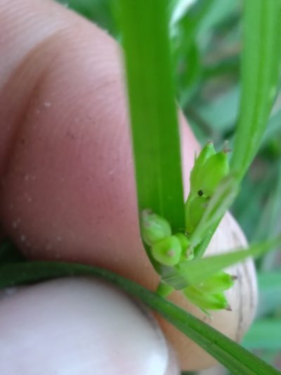 Carex paeninsulae, photographed by Scott Ward