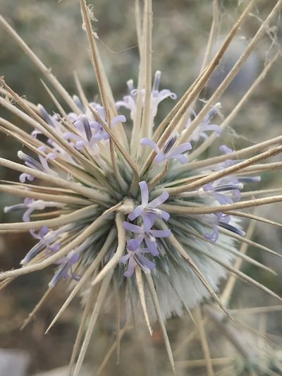 Echinops echinatus, photographed by S.MORE