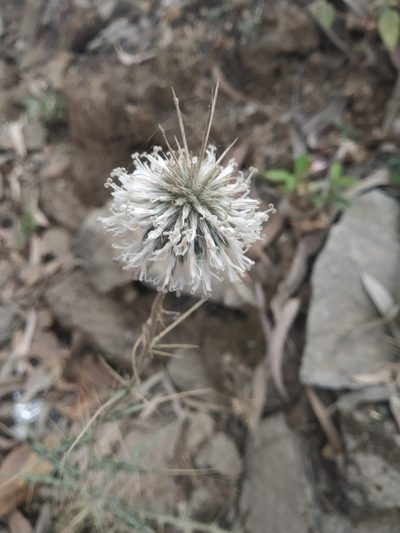 Echinops echinatus, photographed by S.MORE
