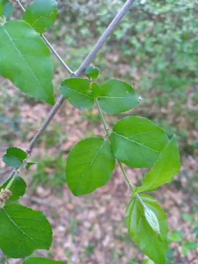 Sageretia minutiflora, photographed by Scott Ward
