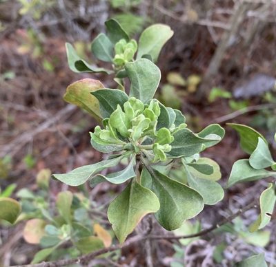 Garberia heterophylla, photographed by natalie